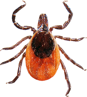 black-legged tick