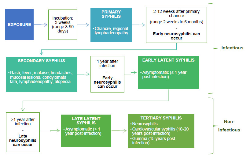 Flowchart outlining the progression and stages of syphilis. Begins with exposure, noting a 3-week incubation period. Primary syphilis is characterized by a chancre and swollen lymph nodes, potentially progressing to early neurosyphilis within 2 to 12 weeks. Secondary syphilis may present with a rash, fever, and other systemic symptoms. Early latent syphilis is asymptomatic within the first year post-infection. Late latent syphilis is also asymptomatic but occurs more than a year after infection, with a risk of developing late neurosyphilis. Finally, tertiary syphilis can manifest decades later with severe complications such as neurosyphilis, cardiovascular issues, and gummas. The flowchart distinguishes between the infectious stages—primary and secondary syphilis—and the non-infectious stages—late latent and tertiary syphilis.